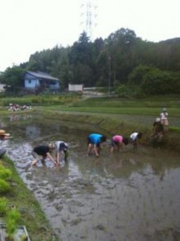 田植え体験